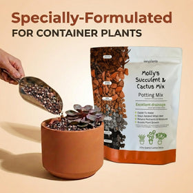 VeryPlants Molly's Succulent Mix Hyuga aids nutrient access and root development.