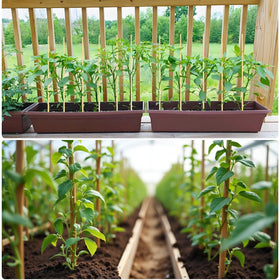 Vesyman natural bamboo stays biodegradable after use, reducing environmental impact.
