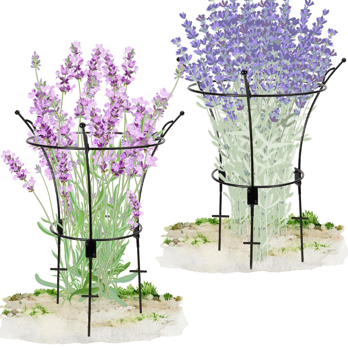 VICAMB large peony cage supports roses for upright blooms
