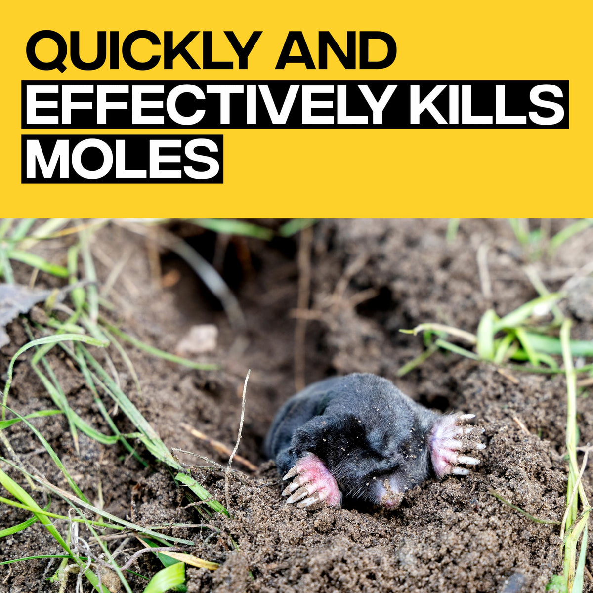 Victor Poison Moleworms with five active tunnel locator flags for precise placement.