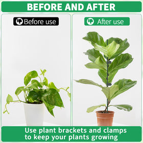 Vidroxin orchid rose peony support system helps graceful growth in pots