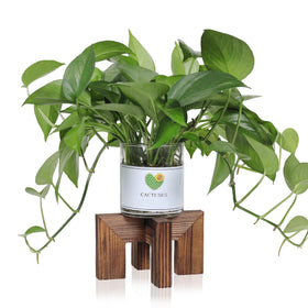 Vigordream Plant Stand wood indoor-outdoor display for compact spaces.
