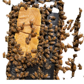 VILLAGE GIFT IMPORTERS Pollen Patties on hive paper support simple placement during inspections.