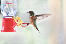 VIMOA mini hummingbird feeder angled flower design helps reduce leaks