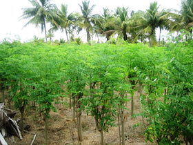 PKM-1 Moringa seeds germination test in tray