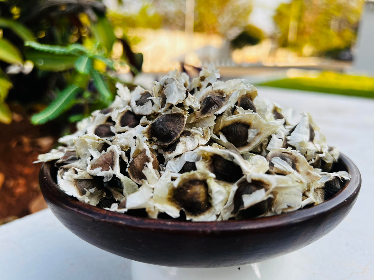 PKM-1 Moringa seeds in soil starter pots for growth