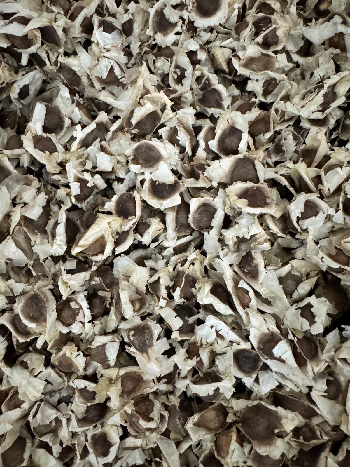PKM-1 Moringa seeds in resealable bag for freshness and long storage