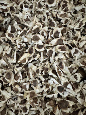 PKM-1 Moringa seeds in resealable bag for freshness and long storage