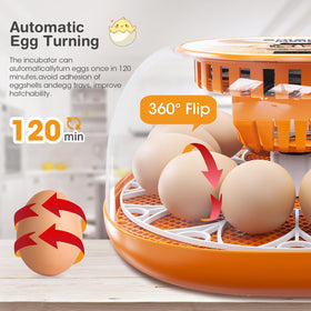 Viowey 12-egg incubator observation window for clear embryo progress at a glance.