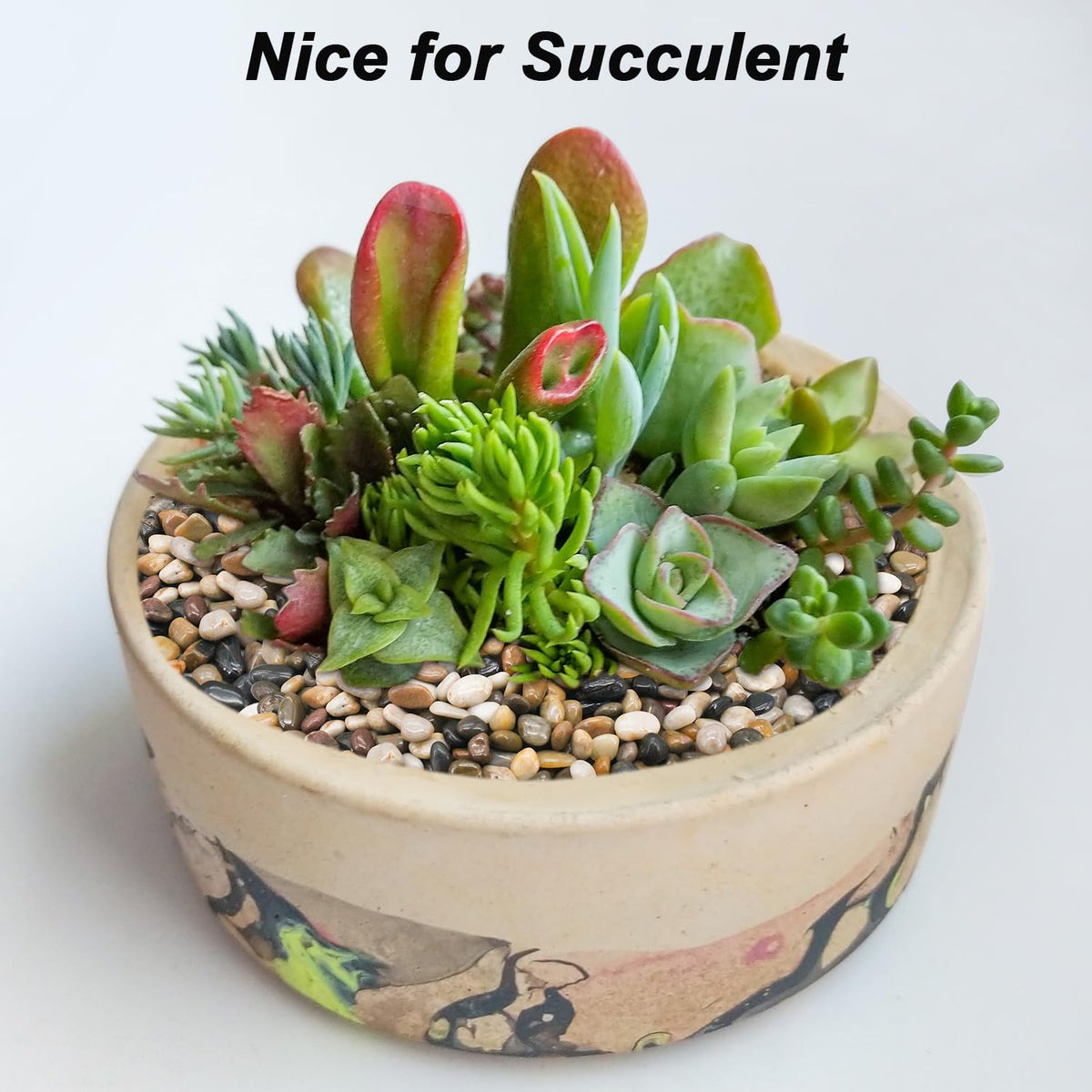 Virekm succulent accents provide color and texture for plant displays