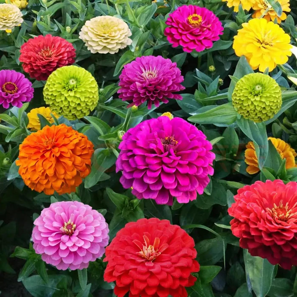 VISTATU 1000+ Crazy Blend Zinnia seeds in tear-resistant packaging for long-term storage.
