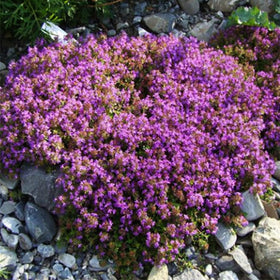 VISTATU 20000+ magic purple creeping thyme seeds ready for planting.
