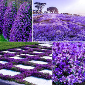 VISTATU 21000+ Magic Purple Creeping Thyme seeds pack — ideal ground cover.