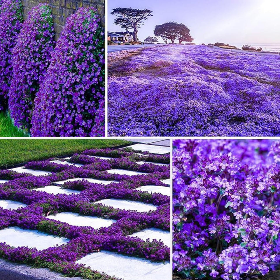 VISTATU 21000+ Magic Purple Creeping Thyme seeds pack — ideal ground cover.