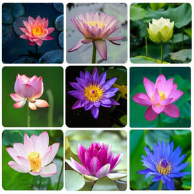 VISTATU aquatic garden bloom ideal for pond decoration and wildlife.