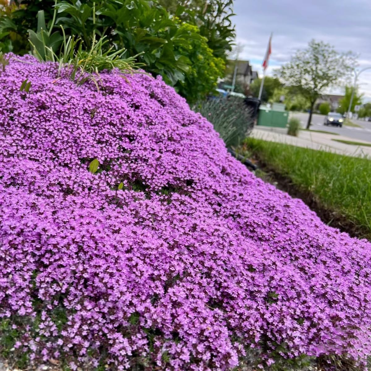 VISTATU Aromatic thyme for garden borders and scent-filled spaces.