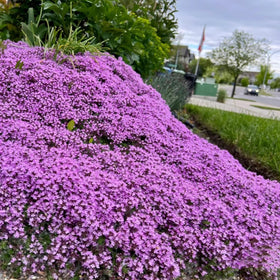 VISTATU Aromatic thyme for garden borders and scent-filled spaces.