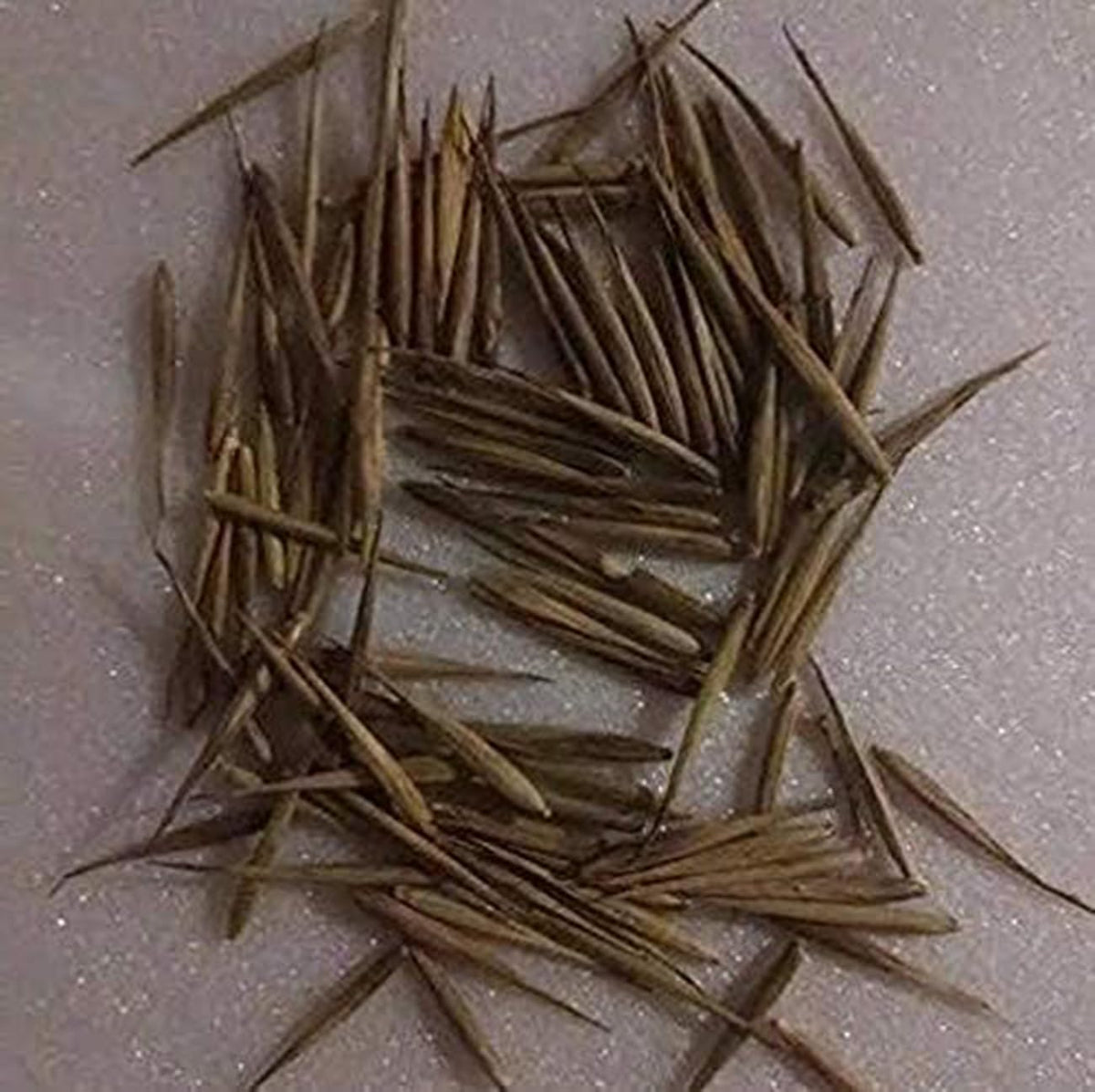 VISTATU bamboo seeds producing dense, fast-growing stalks for future gardens.