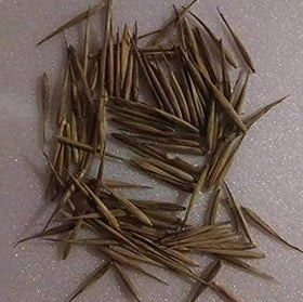 VISTATU bamboo seeds producing dense, fast-growing stalks for future gardens.