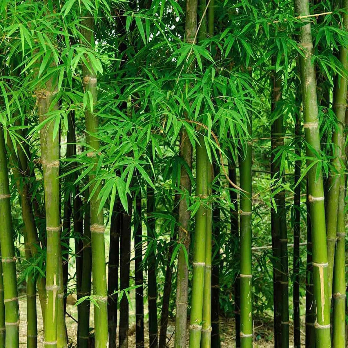 VISTATU bamboo seeds thrive in full sun to partial shade for versatile planting.