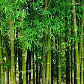VISTATU bamboo seeds thrive in full sun to partial shade for versatile planting.