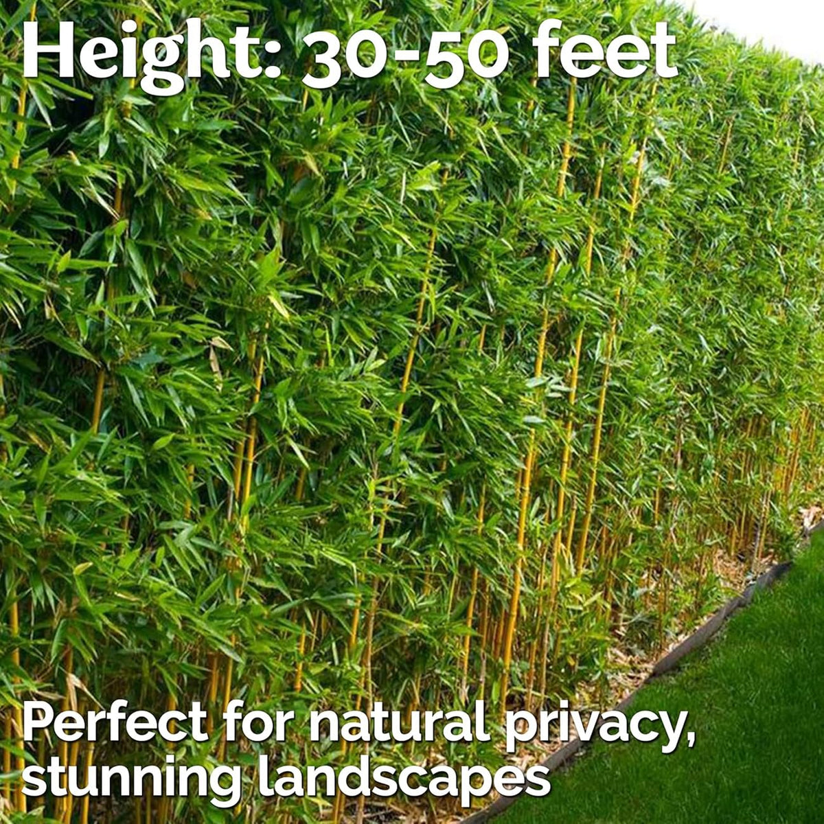 VISTATU bamboo seeds germination setup emphasizes warm temperatures for faster sprouting.