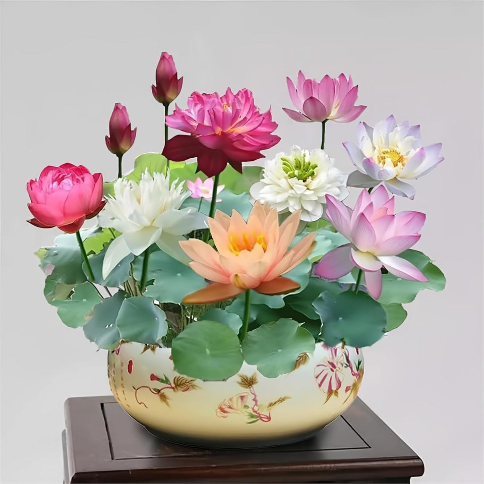 VISTATU bonsai bowl lotus seeds ready to germinate in ponds.