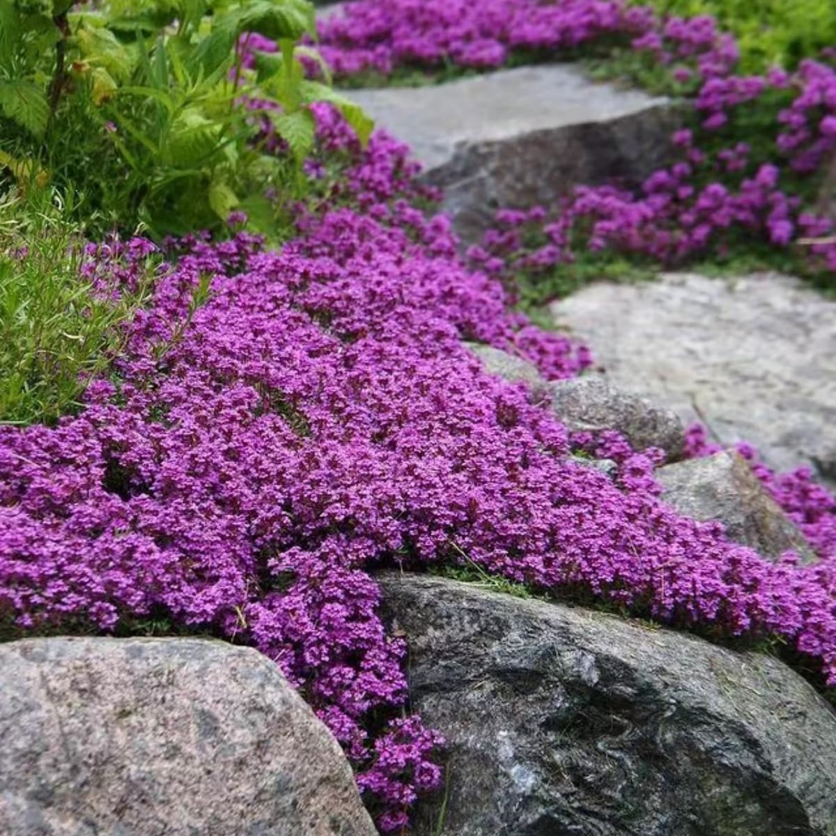 VISTATU Timely thyme seeds requiring cool, moist germination conditions.