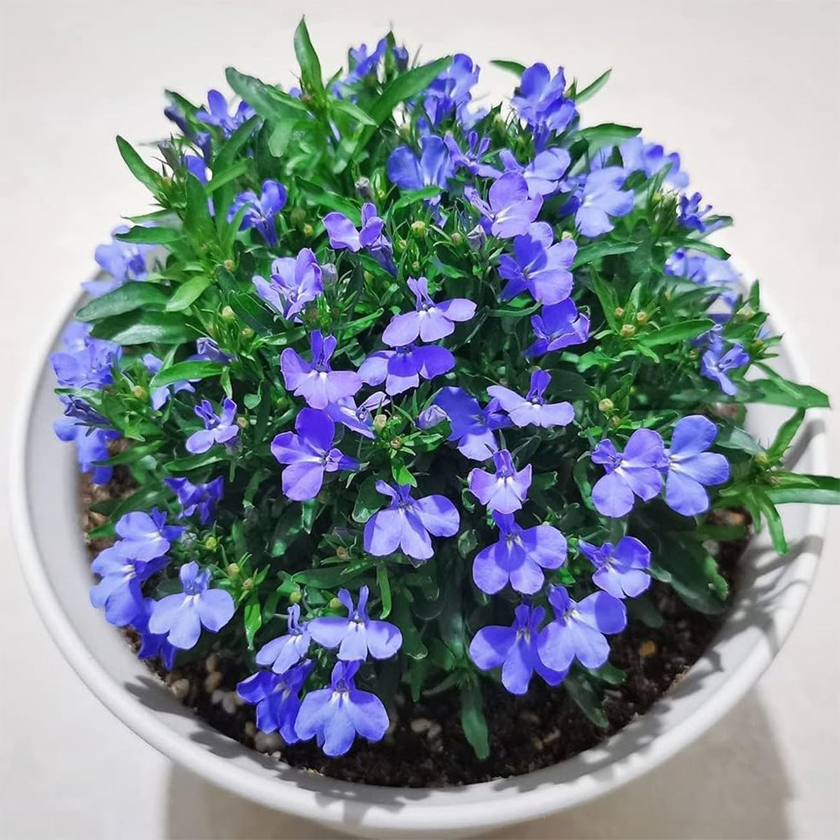 VISTATU creeping thyme in garden soil ready to spread as perennial ground cover.