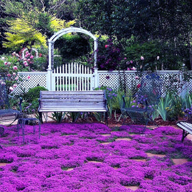 VISTATU creeping thyme seeds for dense ground cover and low-maintenance borders.