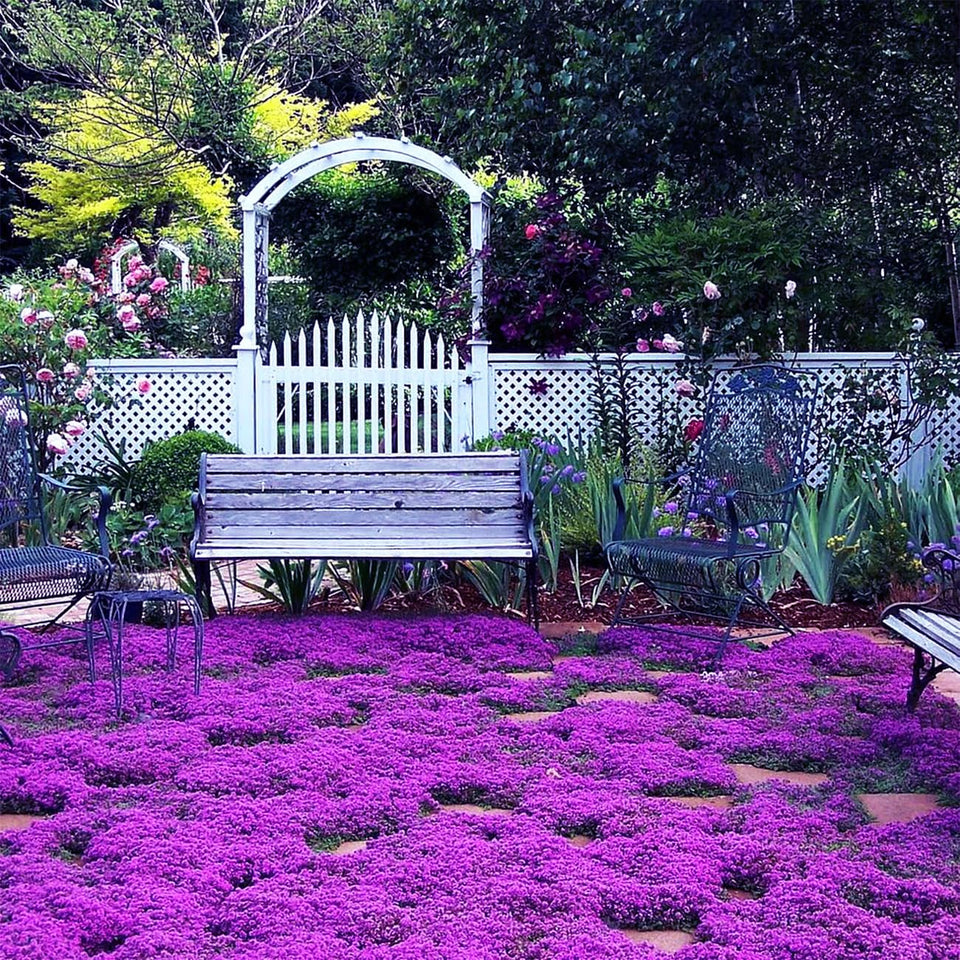 VISTATU creeping thyme seeds for dense ground cover and low-maintenance borders.