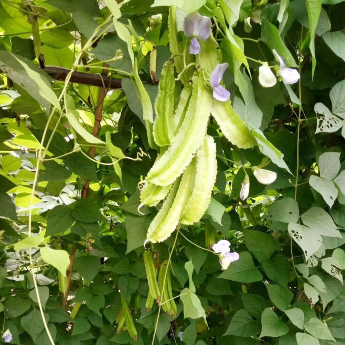 VISTATU dragon bean vine seedling growing quickly with purple and white flowers.