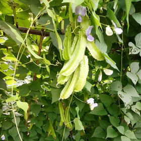 VISTATU dragon bean vine seedling growing quickly with purple and white flowers.