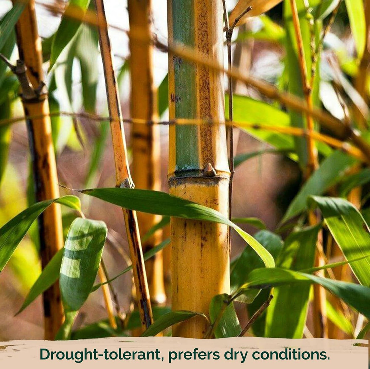 VISTATU fast-growing bamboo showcases dense green stalks for quick shade and privacy.