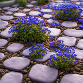 VISTATU flowering thyme ground cover close-up, aromatic foliage for borders.