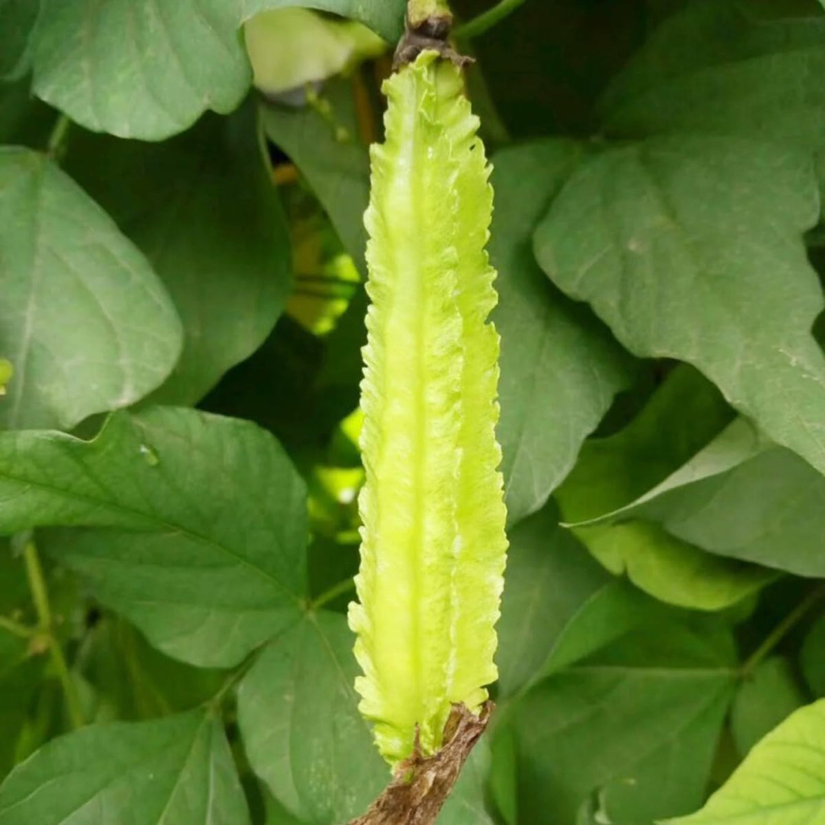 VISTATU four-angled bean pods ready to snack or cook.