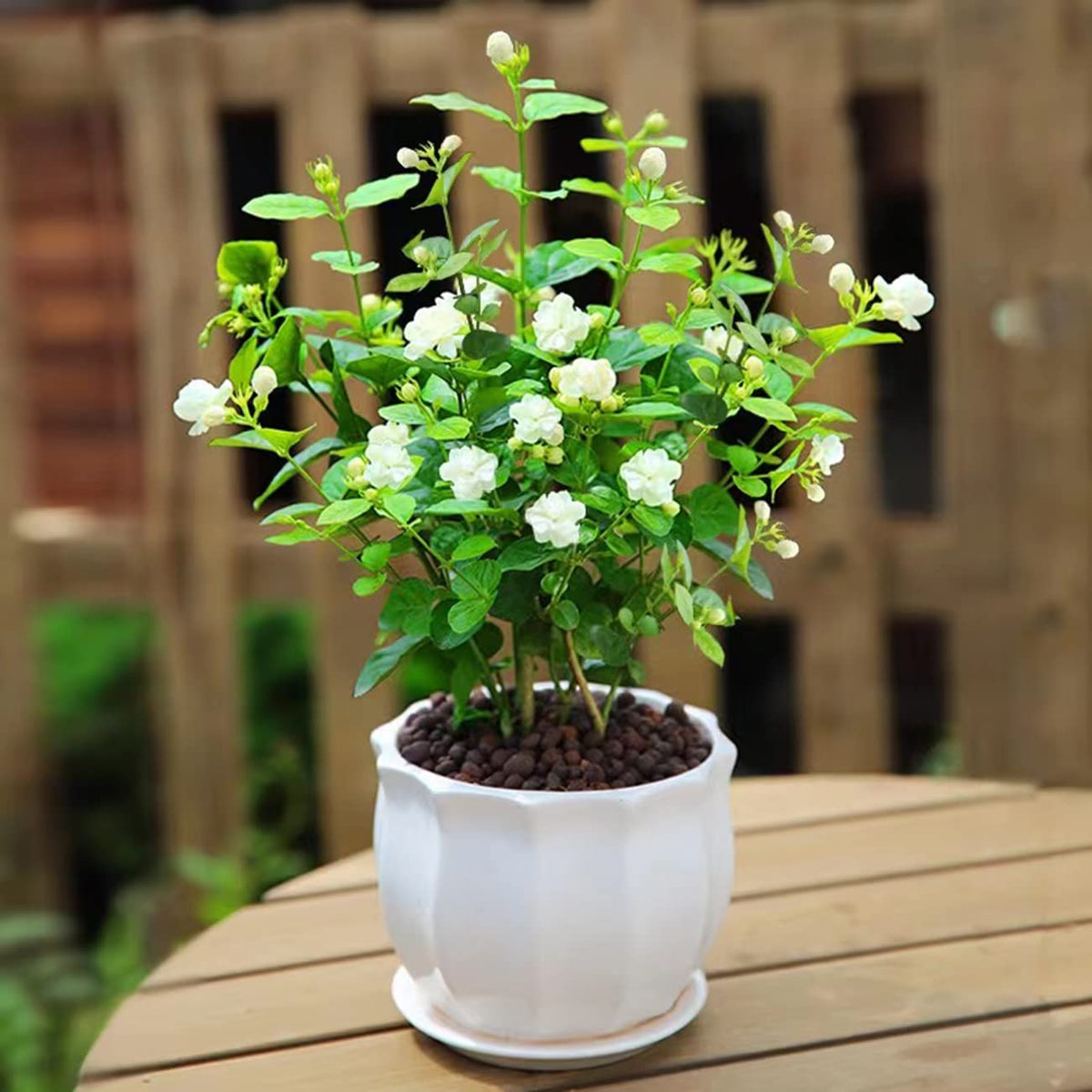 VISTATU Fragrant jasmine blooms add ambience to balcony gardens.