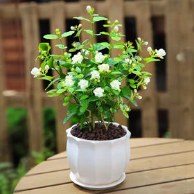 VISTATU Fragrant jasmine blooms add ambience to balcony gardens.