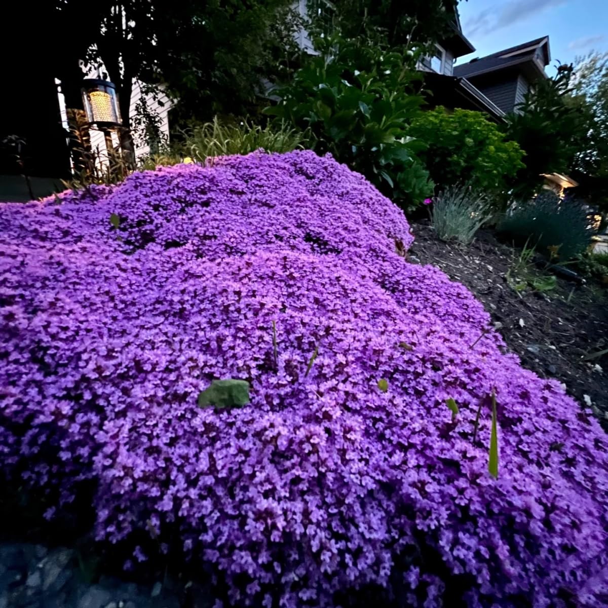 VISTATU Fragrant thyme ground cover with soft green foliage and blooms.