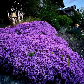 VISTATU Fragrant thyme ground cover with soft green foliage and blooms.