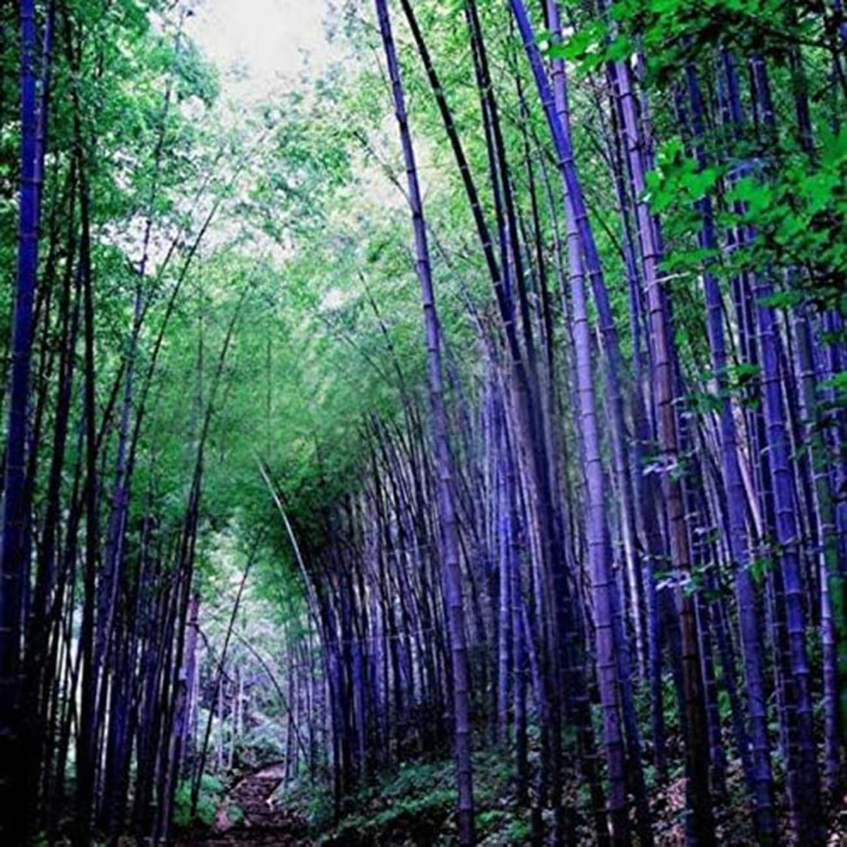 VISTATU giant bamboo garden collection for fast-growing screening.