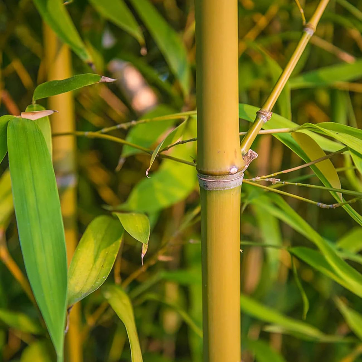 VISTATU giant green bamboo in a sunny garden with lush, decorative stalks.