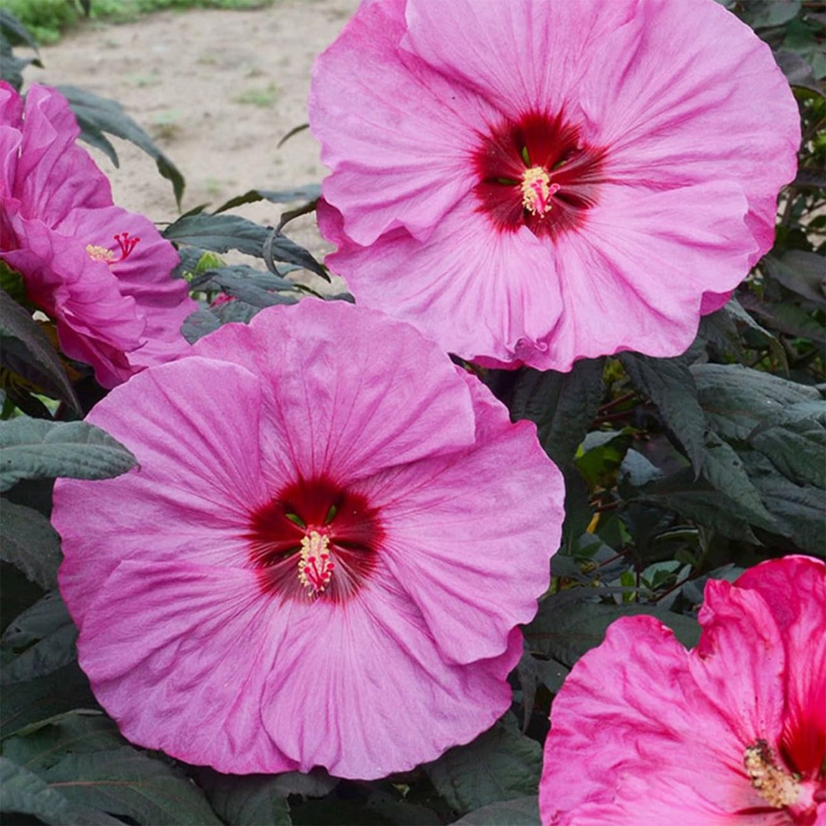 VISTATU hibiscus blooms with large showy flowers for vibrant garden focal points