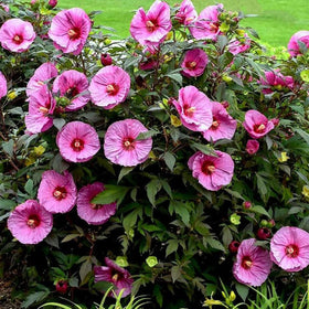 VISTATU hibiscus seedlings with tropical foliage in starter pots