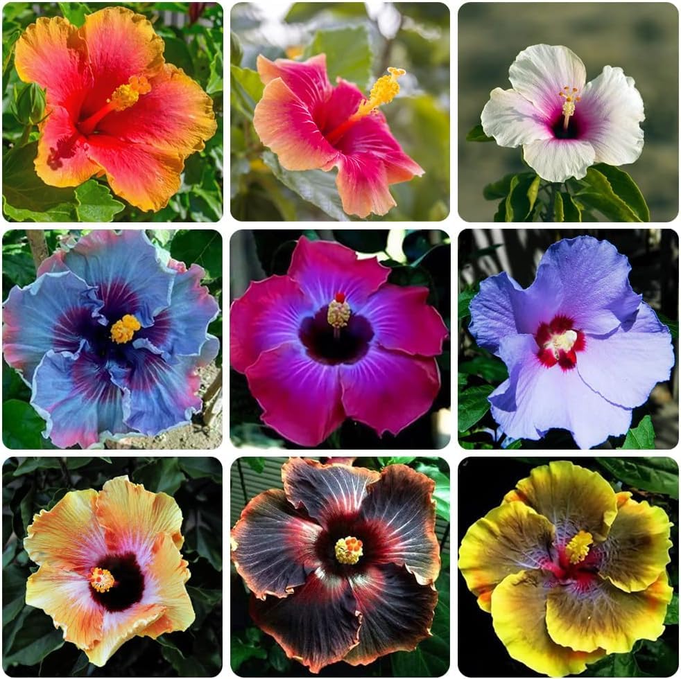 VISTATU giant hibiscus seeds mixed pack for sunny borders and tropical appeal