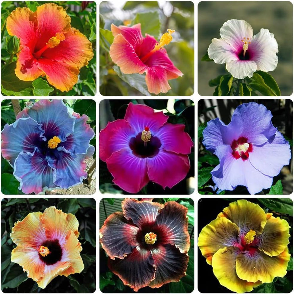 VISTATU giant hibiscus seeds mixed pack for sunny borders and tropical appeal