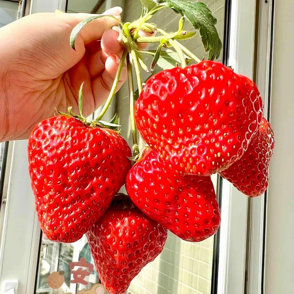 VISTATU giant strawberry seeds pack for home gardening and fresh fruit
