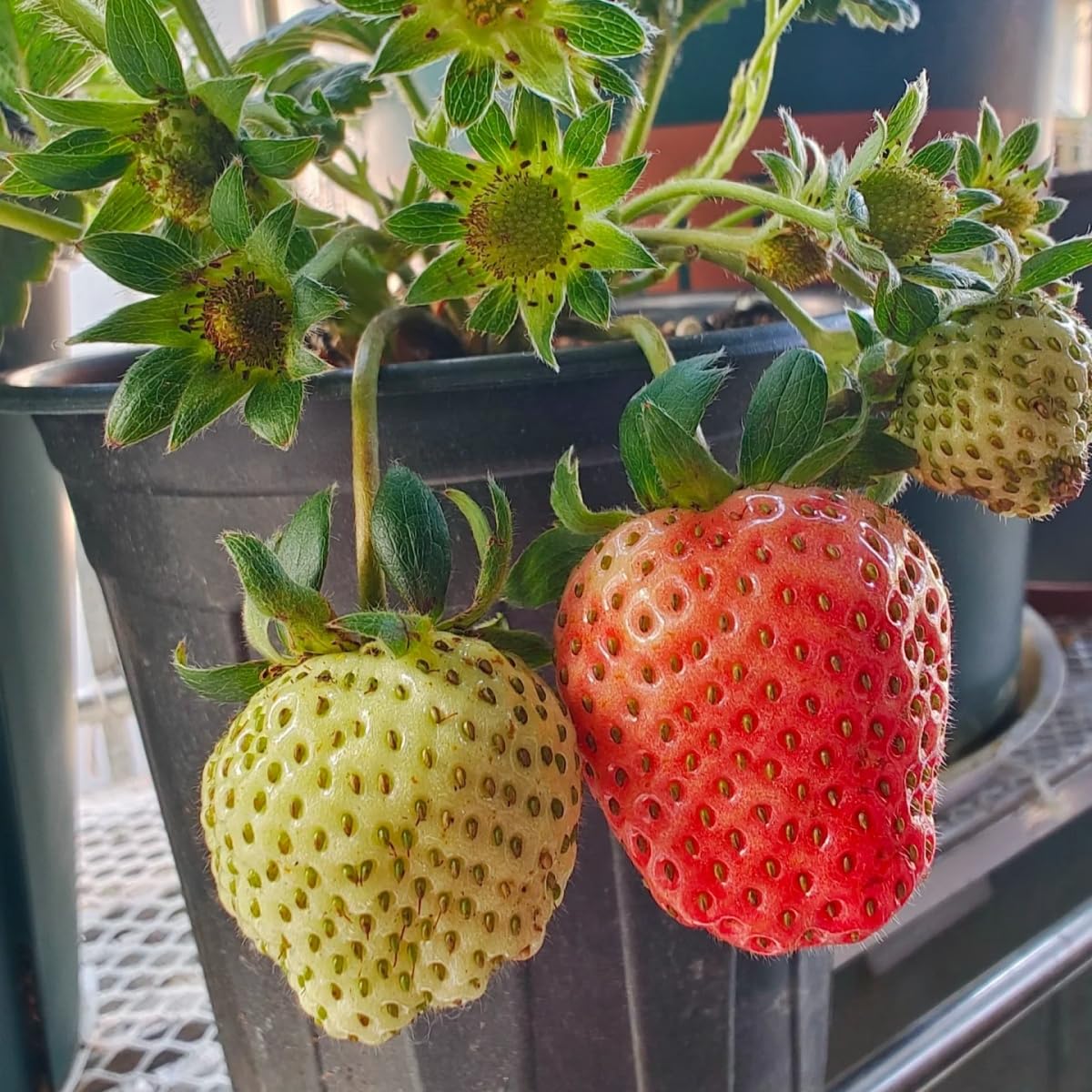 VISTATU gift-ready seeds box ideal for gardening enthusiasts