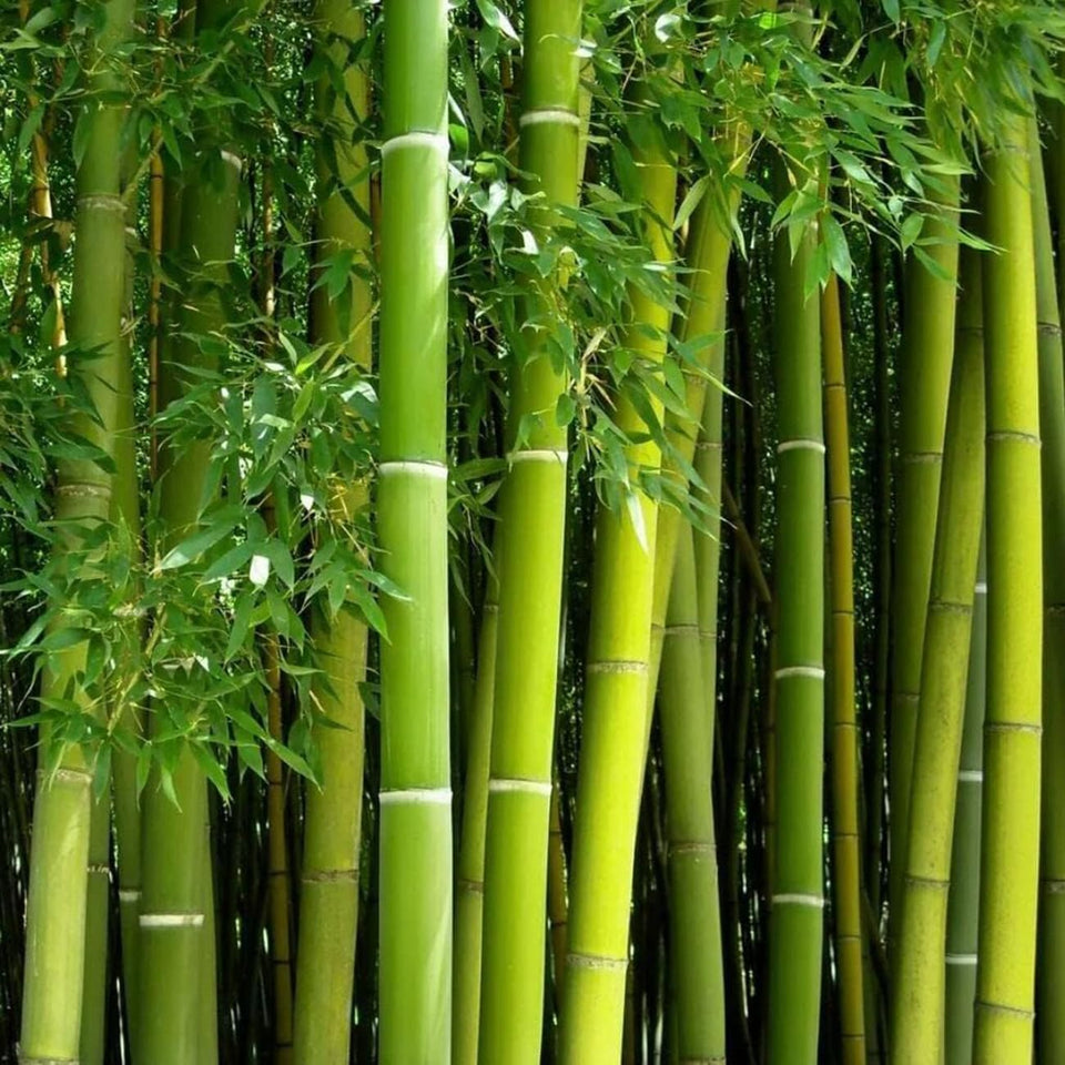 VISTATU green bamboo seeds pack for planting, designed for fast privacy screen growth.