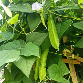 VISTATU harvested winged beans ready for fresh meals and recipes.